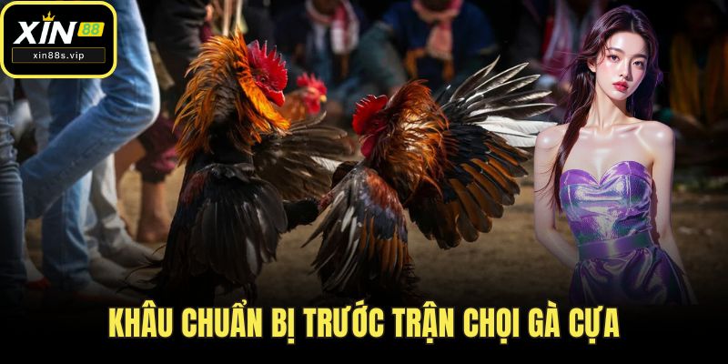Khâu chuẩn bị trước trận chọi gà cựa