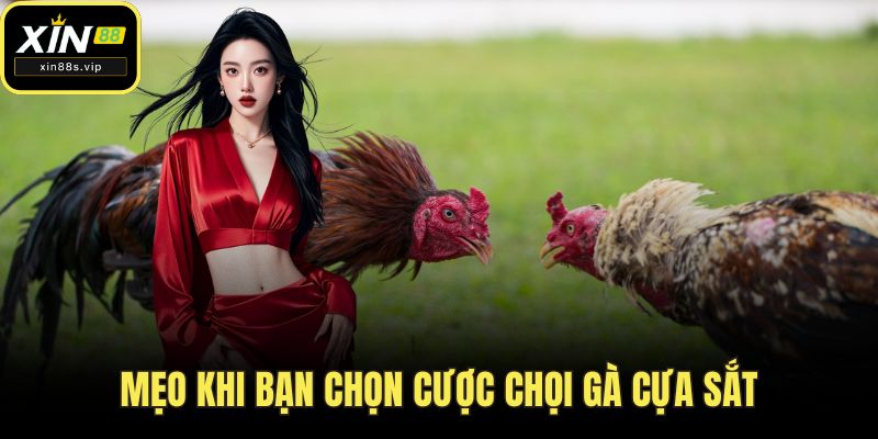 Mẹo khi bạn chọn cược chọi gà cựa sắt