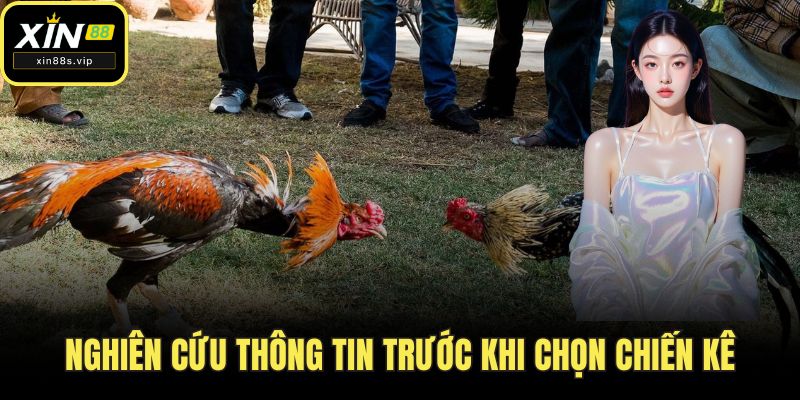 Nghiên cứu thông tin trước khi chọn chiến kê