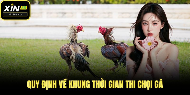 Quy định về khung thời gian thi chọi gà