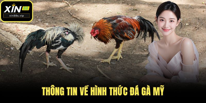 Thông tin về hình thức đá gà mỹ