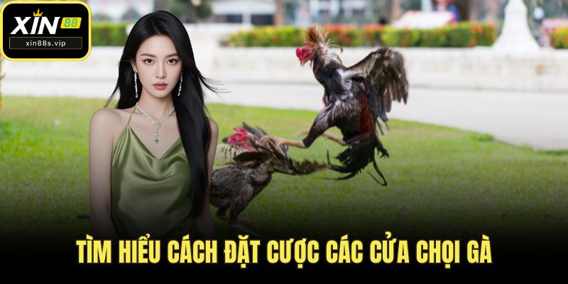 Tìm hiểu cách đặt cược các cửa chọi gà