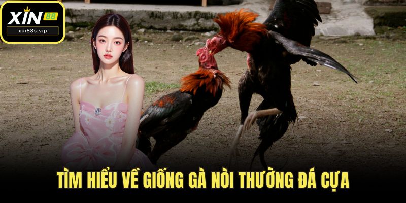 Tìm hiểu về giống gà nòi thường đá cựa