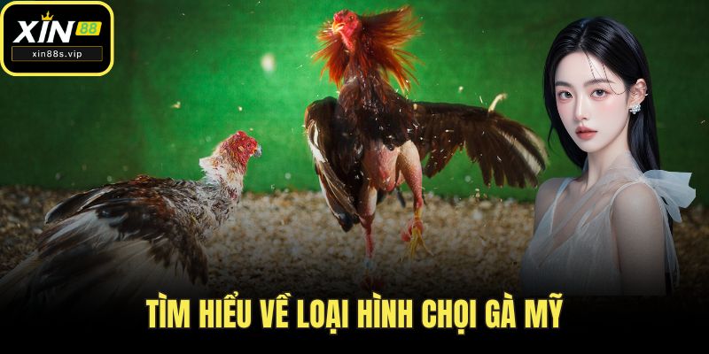 Tìm hiểu về loại hình chọi gà mỹ