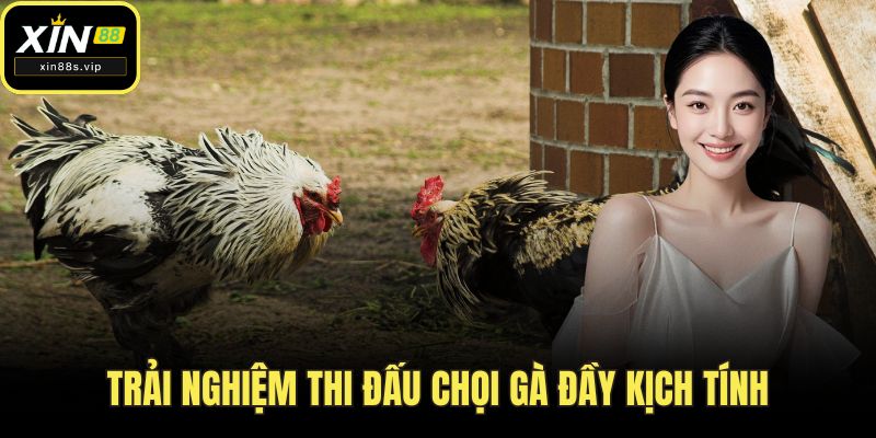 Trải nghiệm thi đấu chọi gà đầy kịch tính