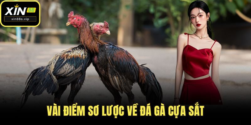 Vài điểm sơ lược về đá gà cựa sắt