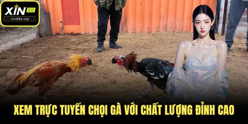 Xem trực tuyến chọi gà với chất lượng đỉnh cao